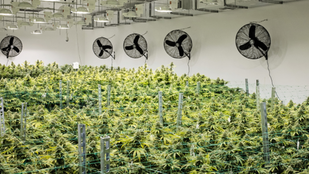 cannabis cultivation